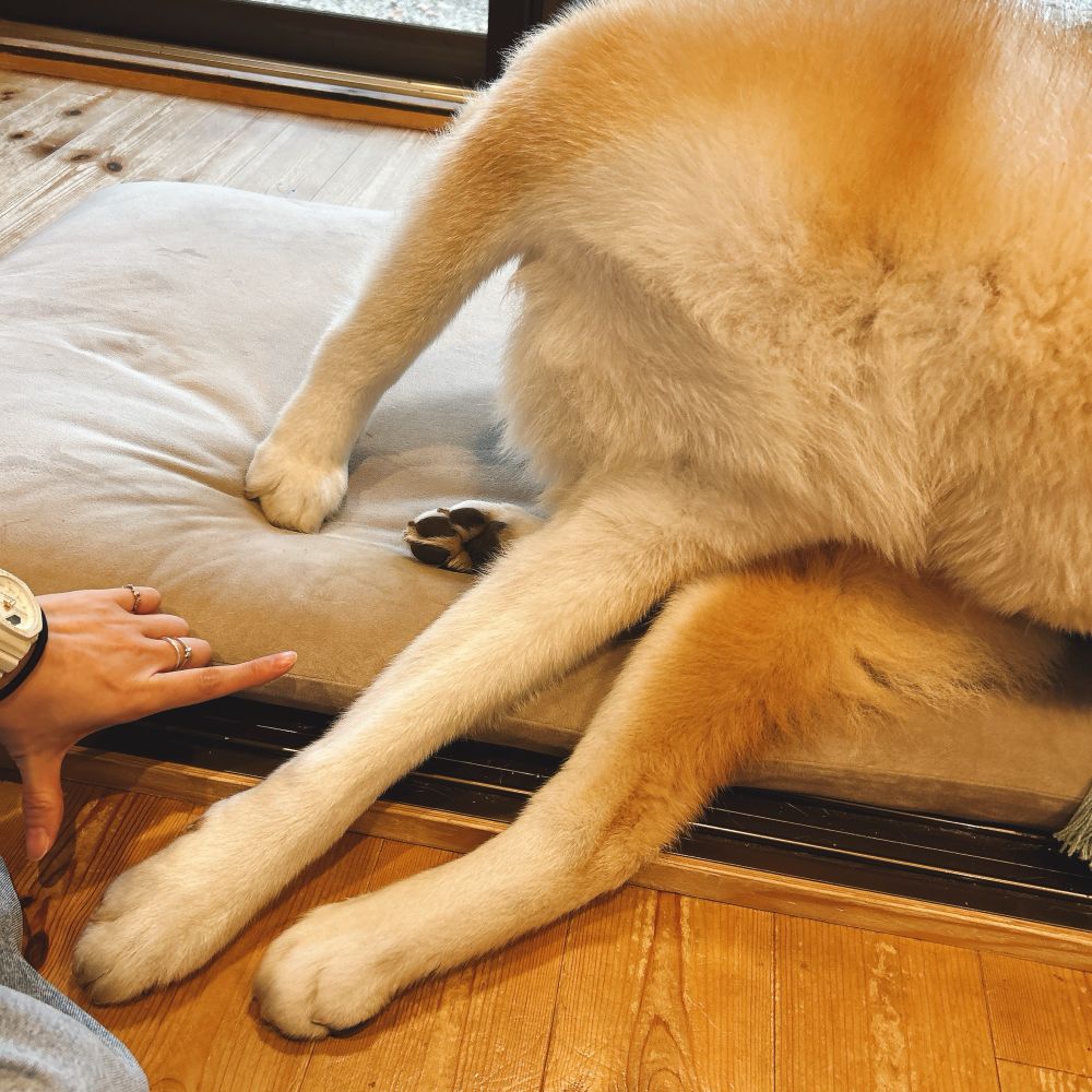 寝そべった秋田犬の前足と後ろ足。