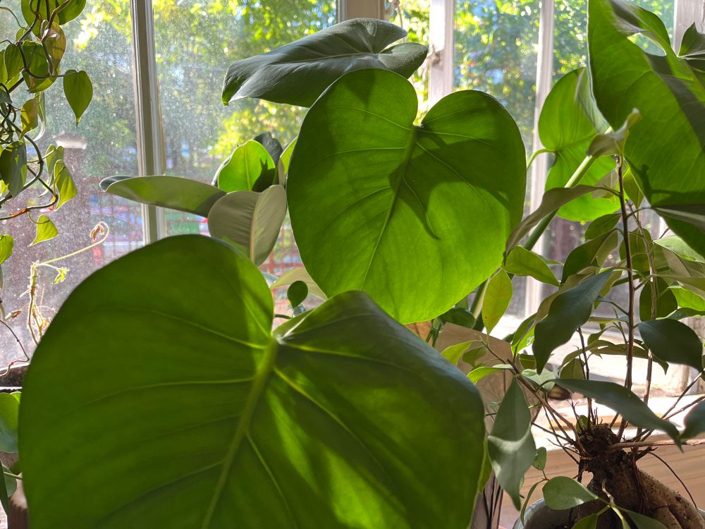 Lots of plants in front of a sunny window. 