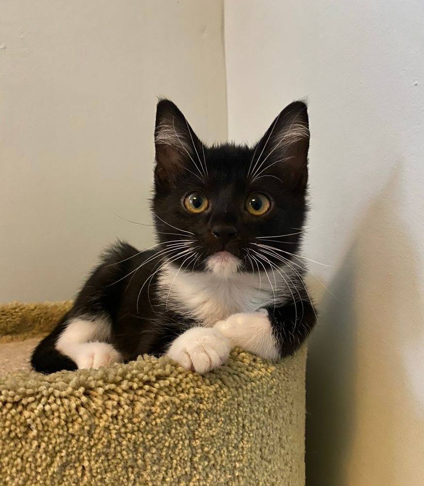 A black and white tuxedo kitten