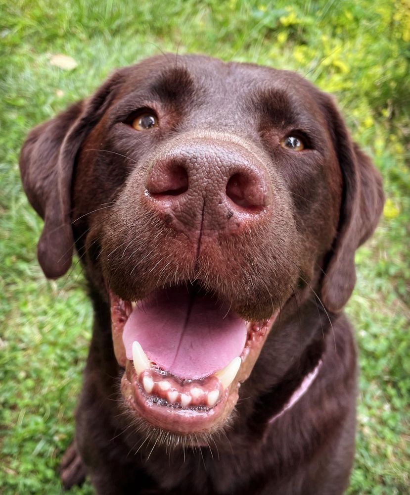 Happy, smiling chocolate Labrador retriever named Hershey
