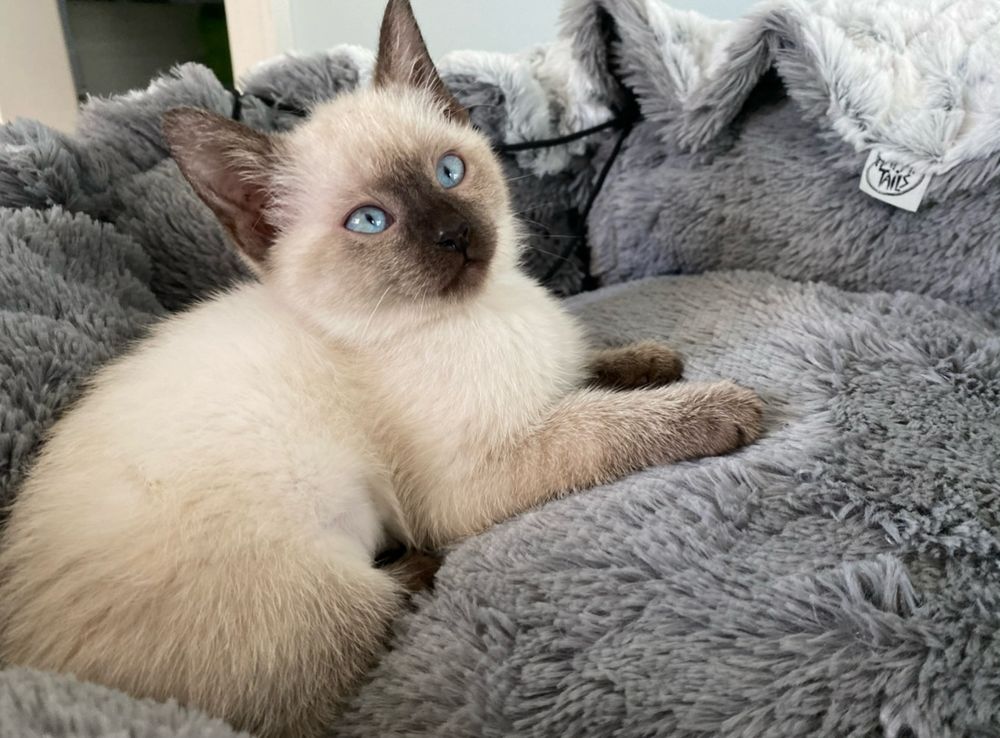 A sweet little Siamese kitten