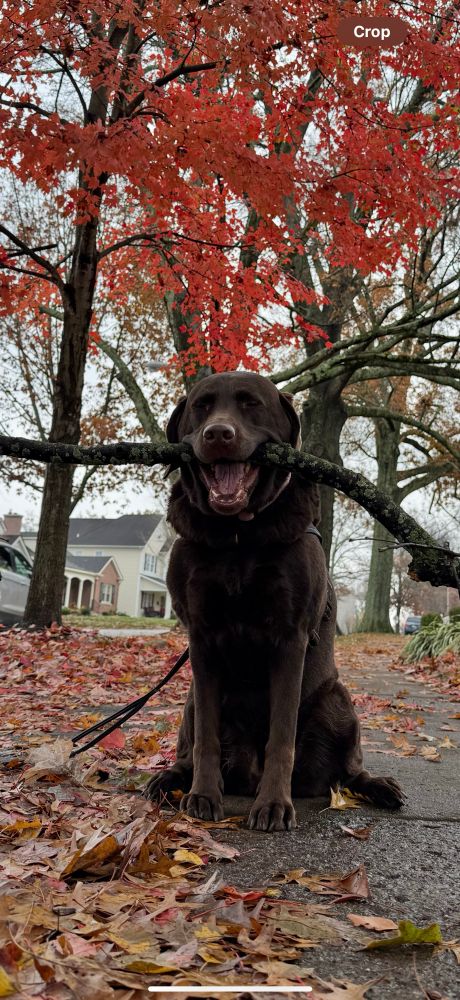 Closer up of the chocolate lab with her stick