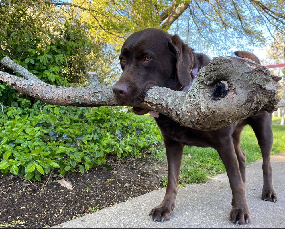 Chocolate lab carrying a big stick