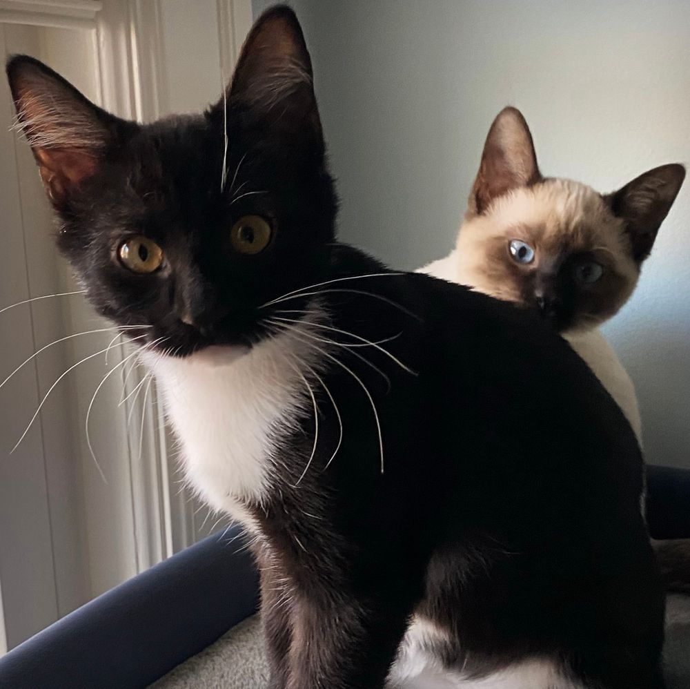 A black & white tuxedo kitten and Siamese kitten