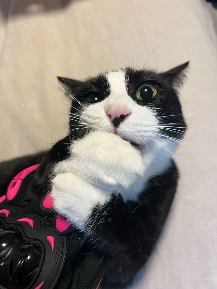 Black and white cat biting a black and pink glove