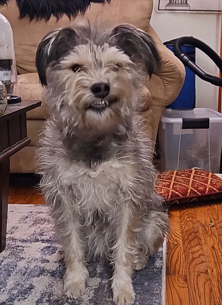 A scruffy salt & pepper dog at the tail end of yawning, looking like she's sneering at the photographer. 