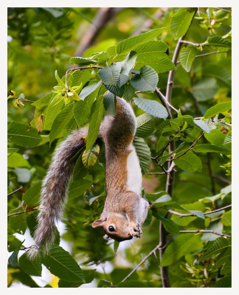 a brown squrriel, hanging upside-down from a small branch to monch on some berries, his white belly exposed