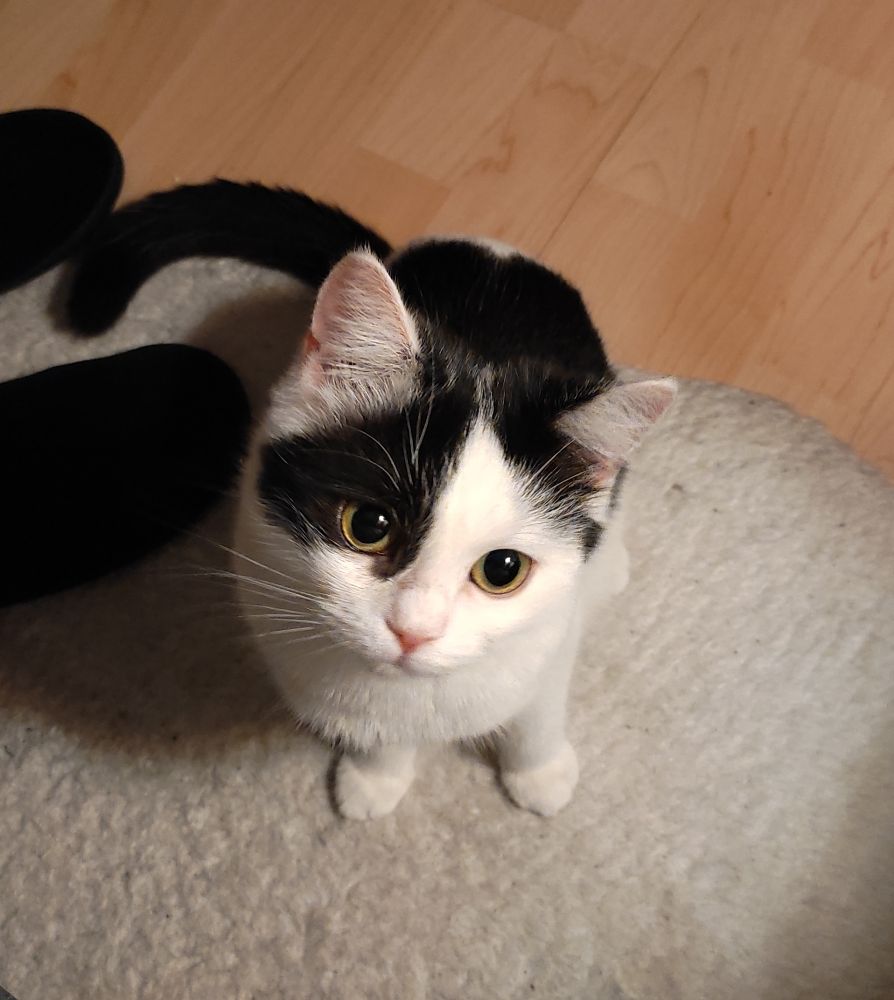 Mon chat noir et blanc Anna assise sur un tapis, regardant plus ou moins en direction de l'objectif