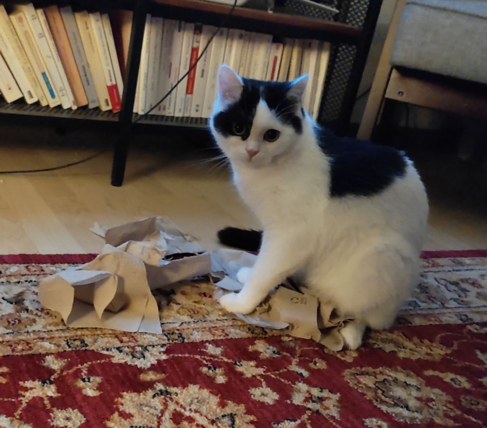 mon chat noir et blanc Anna Cracotte sur un tapis, elle a défoncé des serviettes en papier