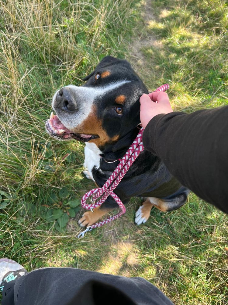 Foto wo Bella, ein Schweizer Sennhund , im Sitzen in die Kamera schaut. Sie wird gestreichelt. 