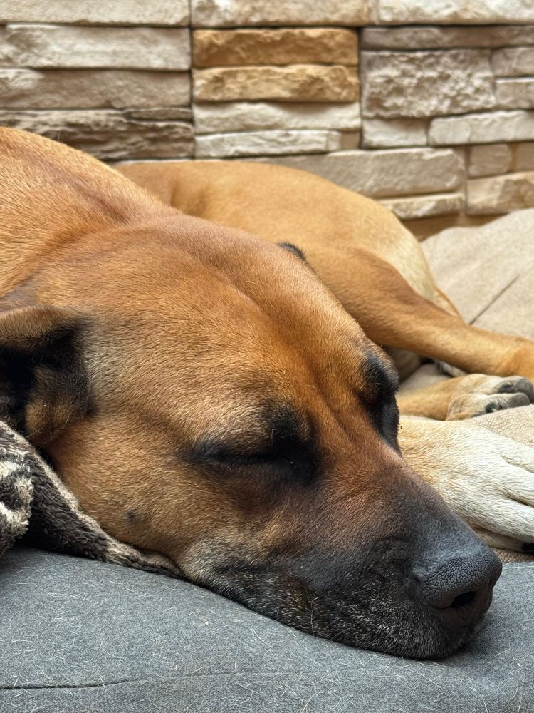 Schlafender Hund Miley (sehr niedlich)