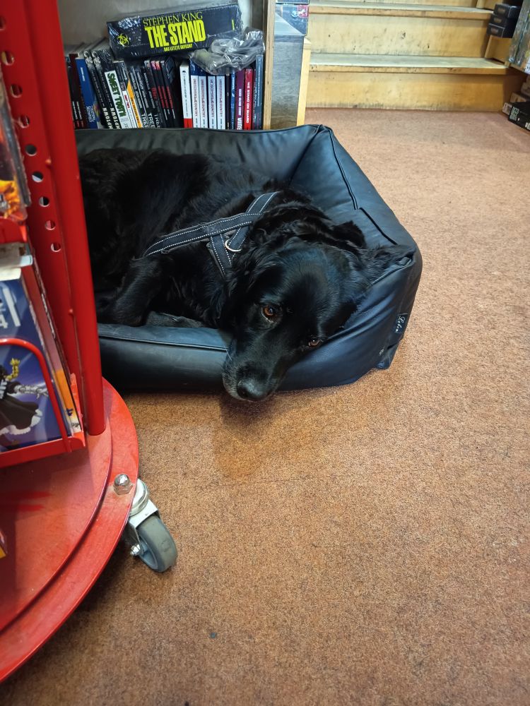 Foto von einem süßen schwarzen und sehr weichen Hund, der auf dem Boden eingekuschelt liegt auf seinem Bett 
