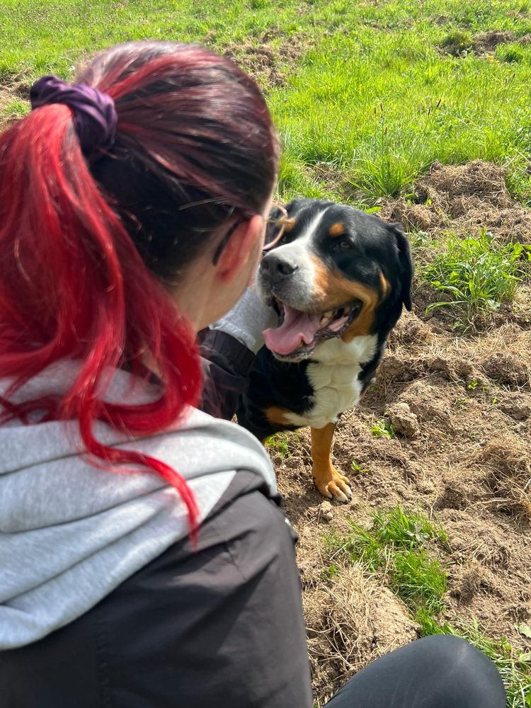 Foto von mir von hinten, wo ich einen Schweizer Sennhund streichel. 