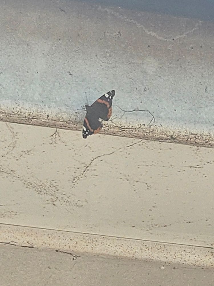 Black and orange butterfly 