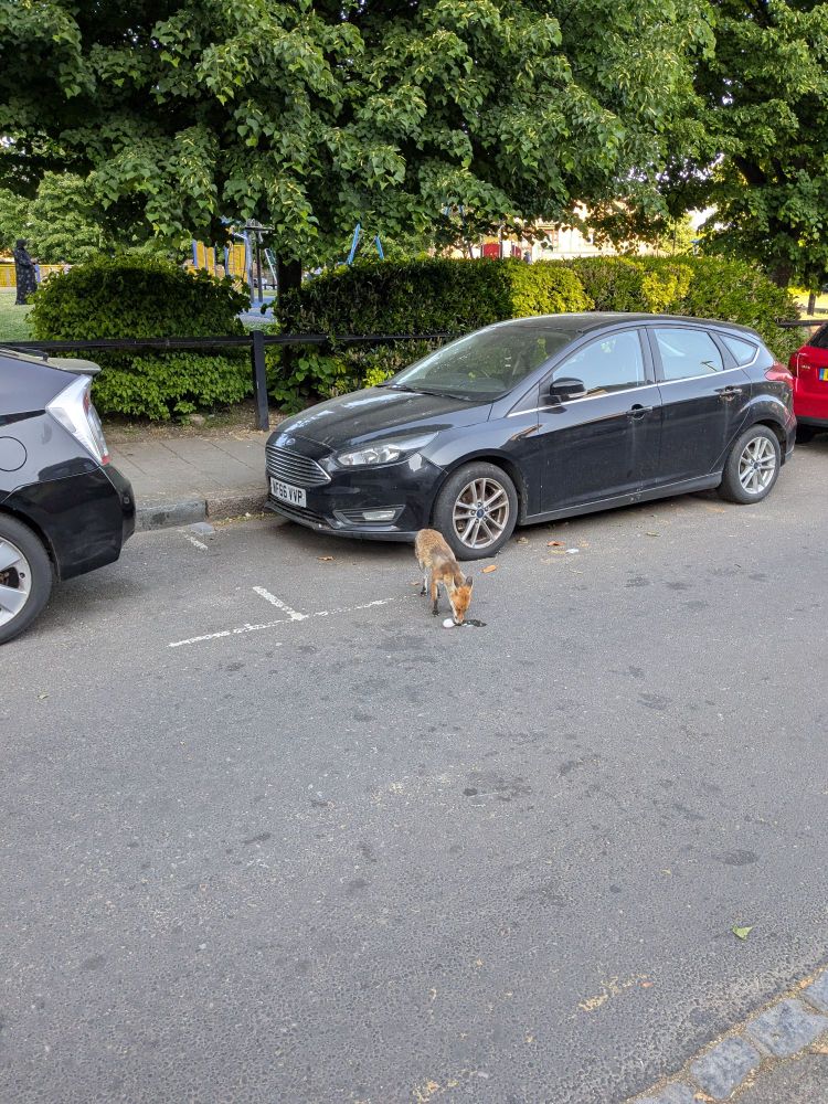 Urban fox eating an egg that was gifted to it