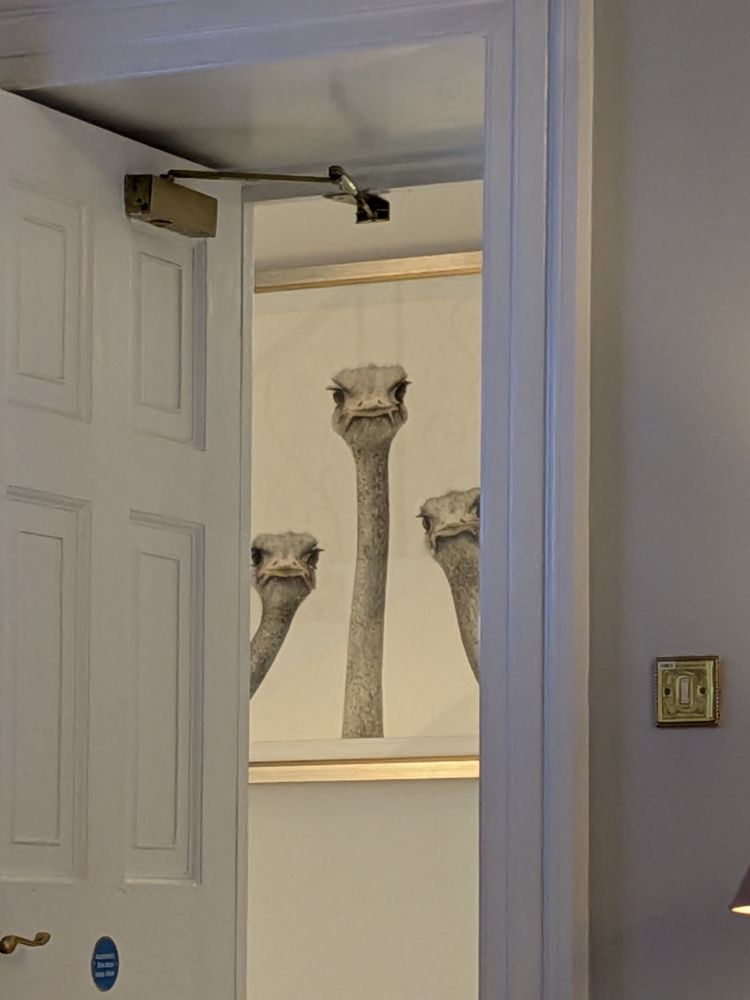 A zoom in on the picture through the doorway, of ostriches all craning their heads to stare at you