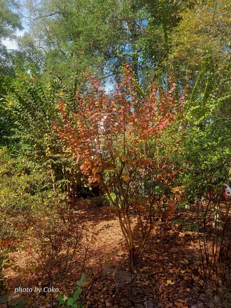 My photo of fall foliage from my back lawn area. 