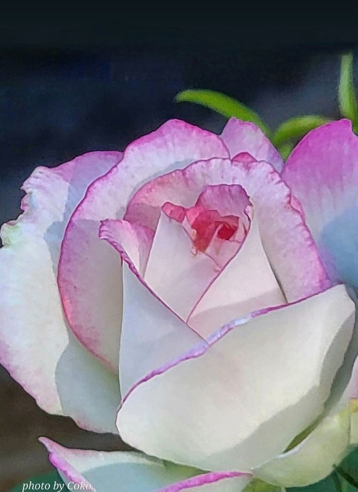 A photo of one of my roses in bloom. 