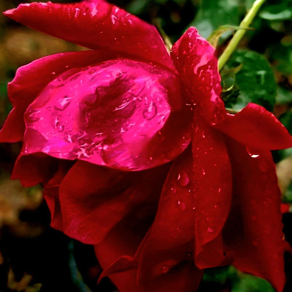 My red roses this morning in the rain. 