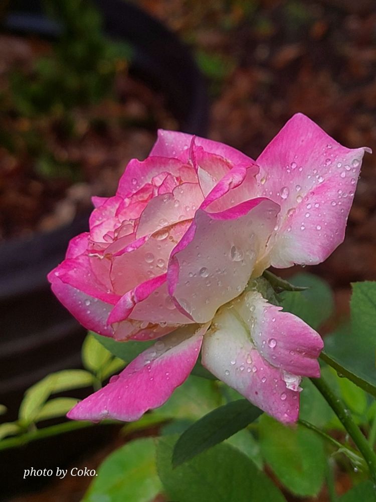 My Candy Cane Cocktail rose in this morning's rain showers.  
