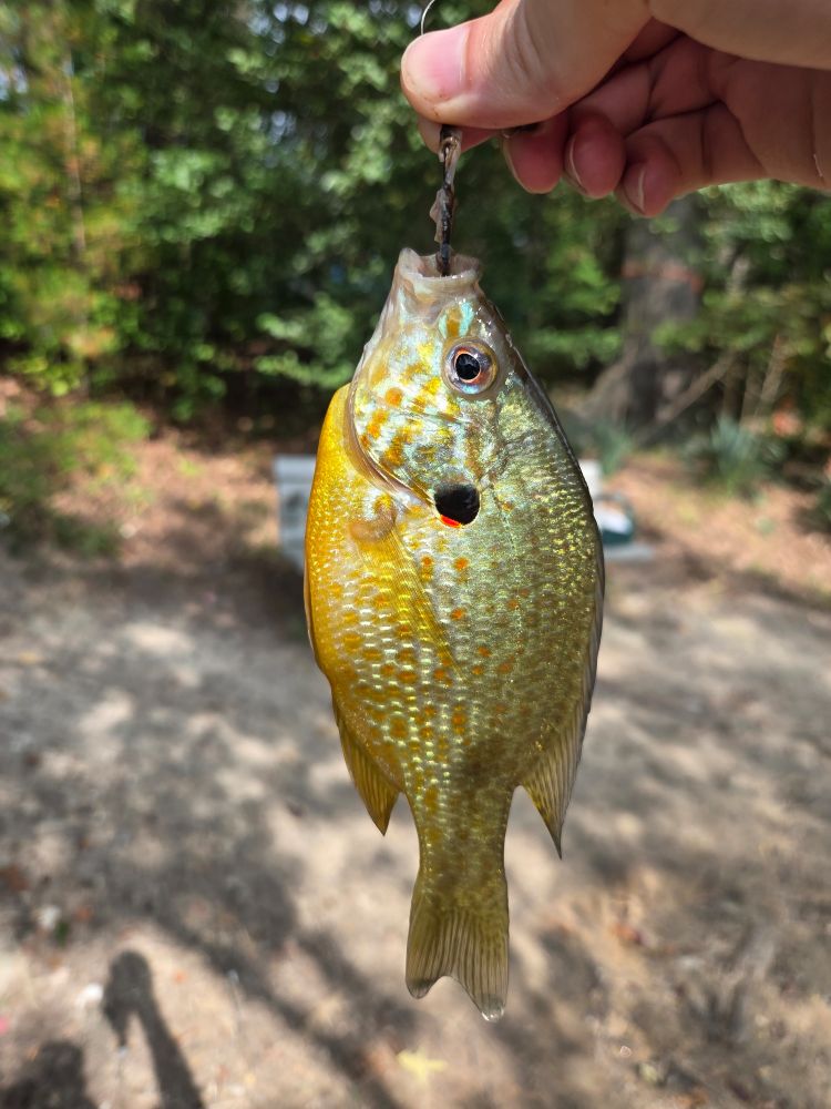 red-ear sunfish