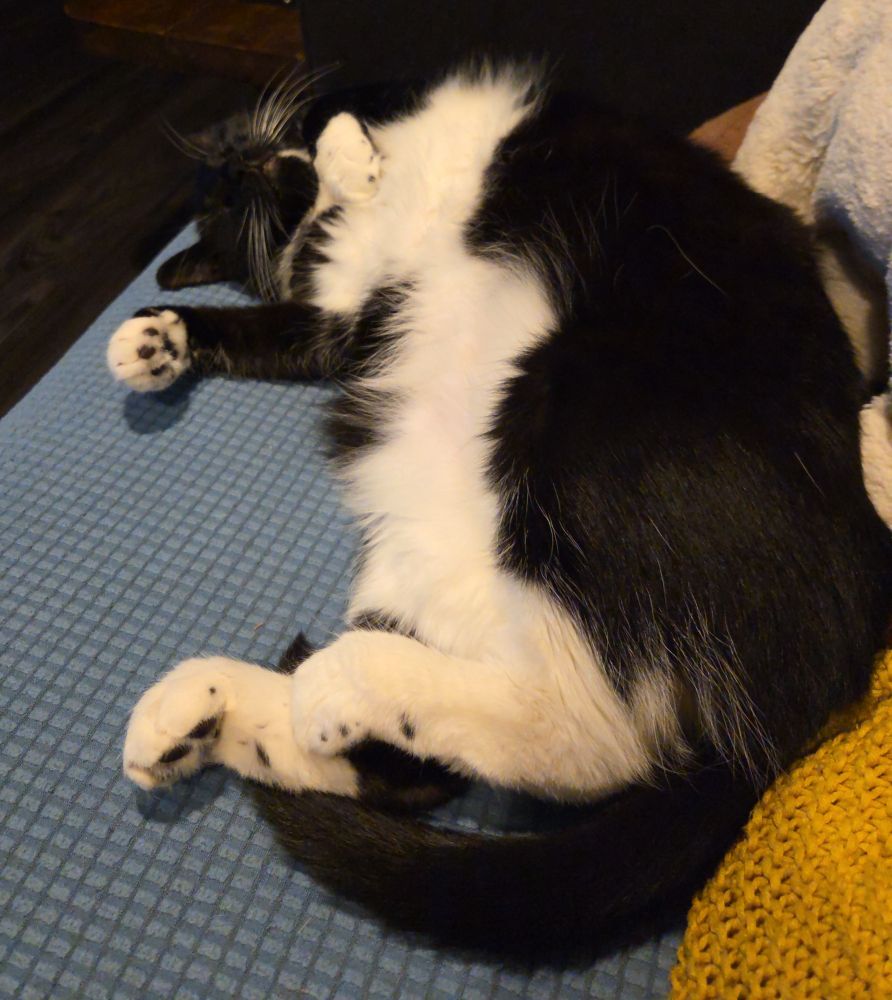 a tuxedo cat lays on her side, showing her belly