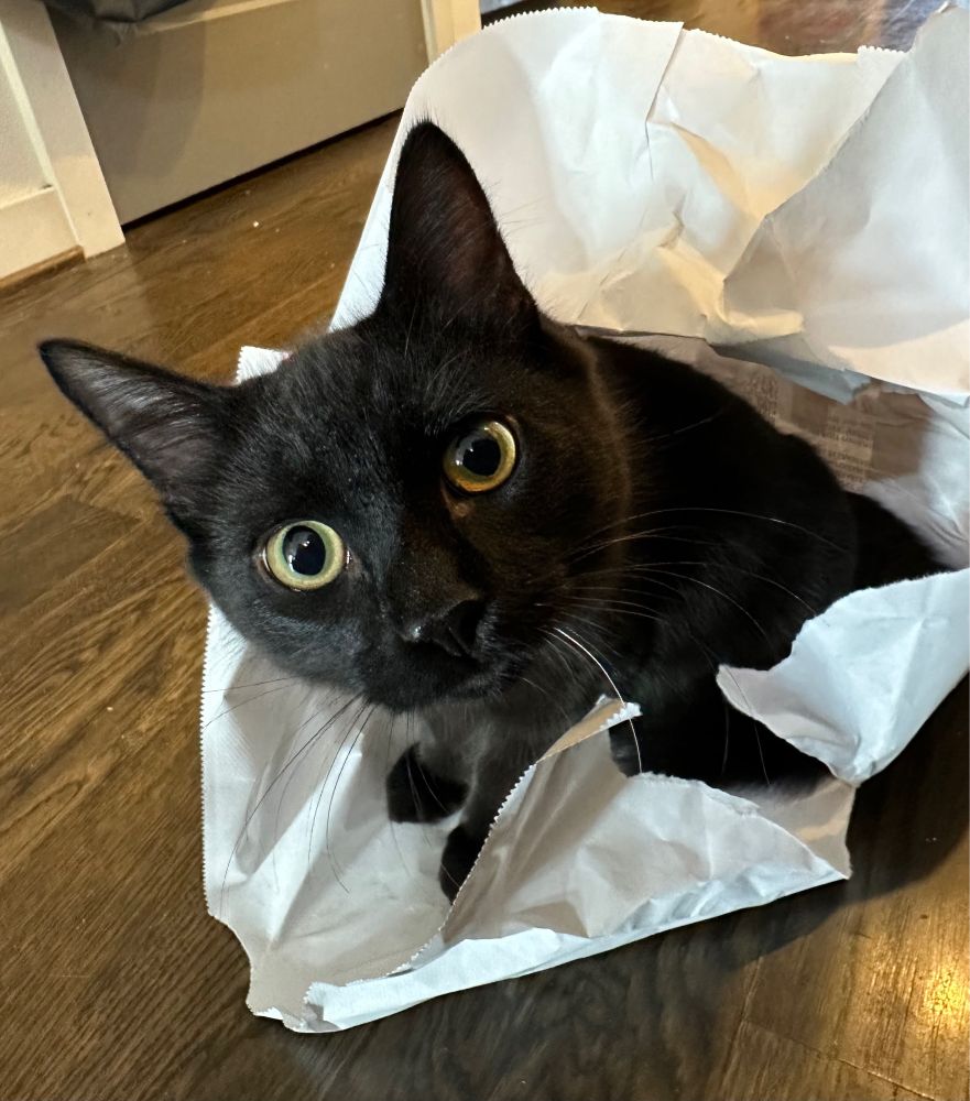 A big-eyed black kitten in a white paper bag.