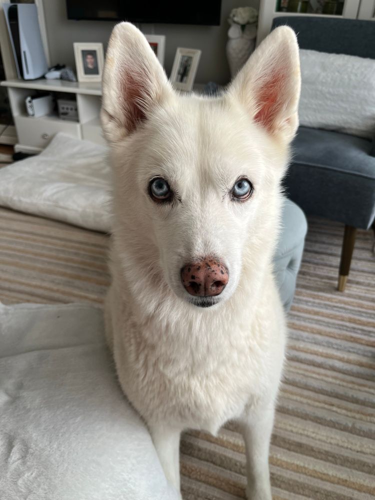 A Husky mix with blue eyes sitting in a living room to beg for treats.