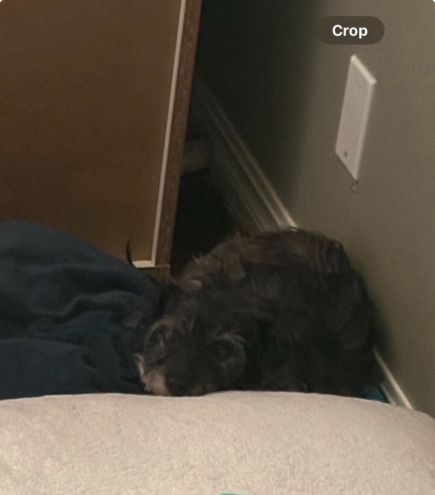 A small black dog is curled up looking at the camera, almost blending into the dark blanket she’s lying on. She’s looking at the camera.