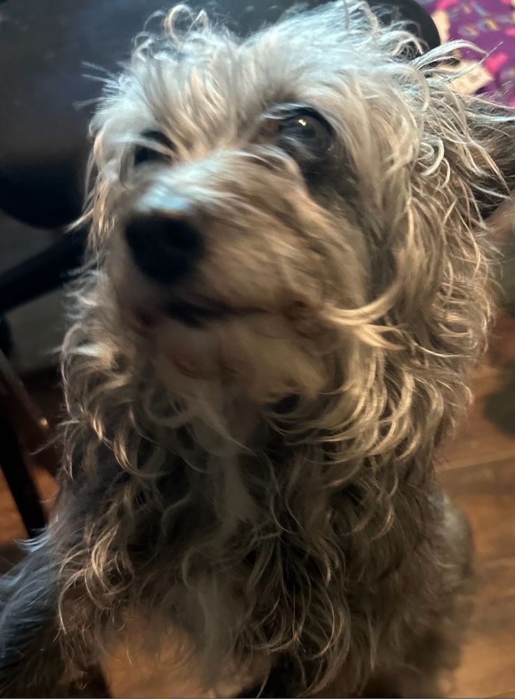 a dark grey mini schnauzer mix stands while looking hopefully for treats after just having some