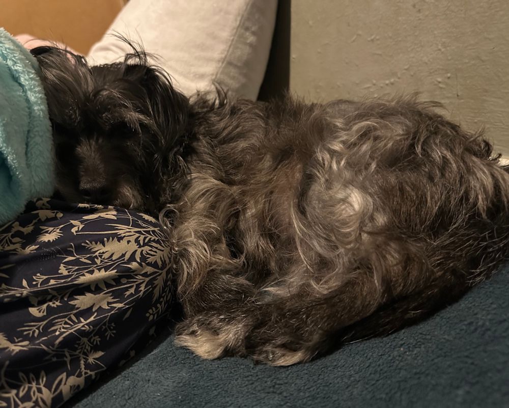 Photo of a small black dog with some greying fur laying curled up next to me on the bed & using my pajama-clad leg as a pillow.