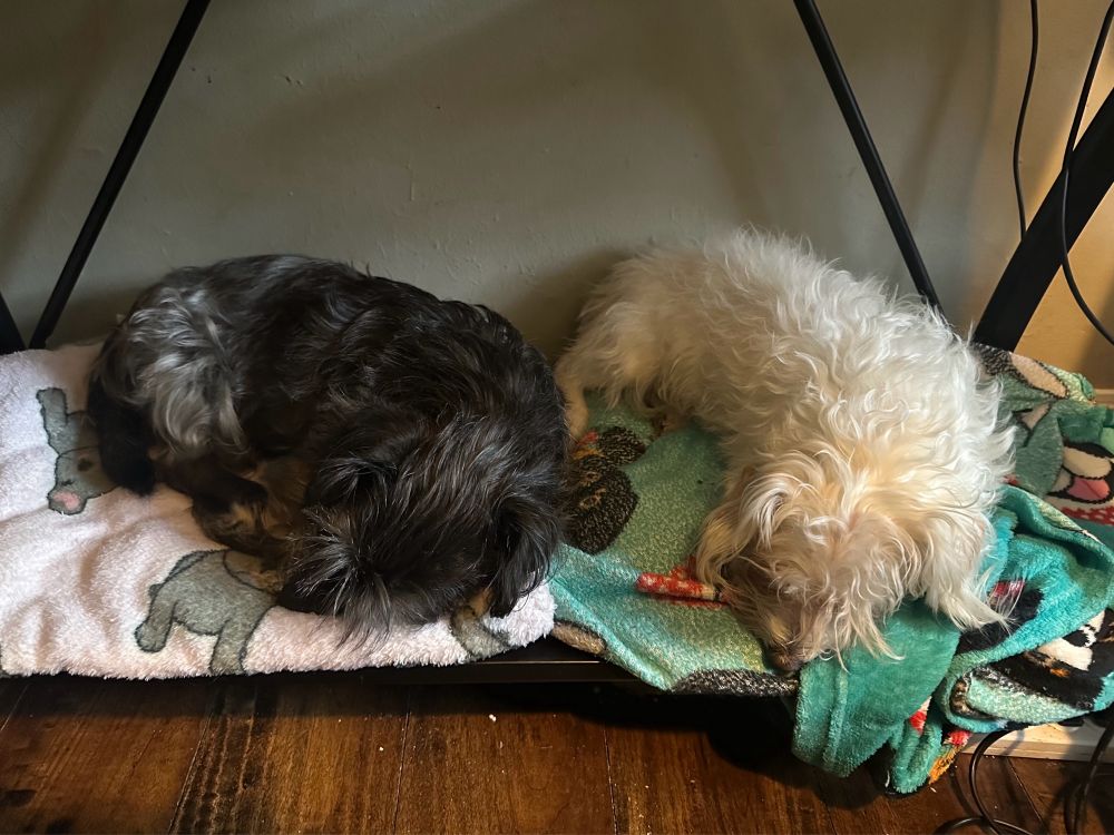 a photo of two small dogs sleeping next to each other, a black dog on a pink blanket and a white dog on a blue blanket, all on top of the stabilizing shelf under a computer desk.