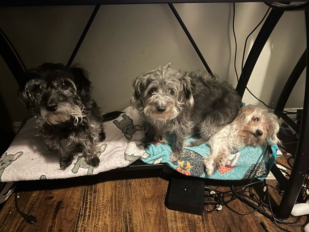 Three small dogs are sitting on a stabilizing shelf under a desk covered with blankets looking at the camera. A black dog is sitting on the left, on the right another black dog, the mother of the other two, is sitting on a white dog. All three dogs look calm and unbothered.