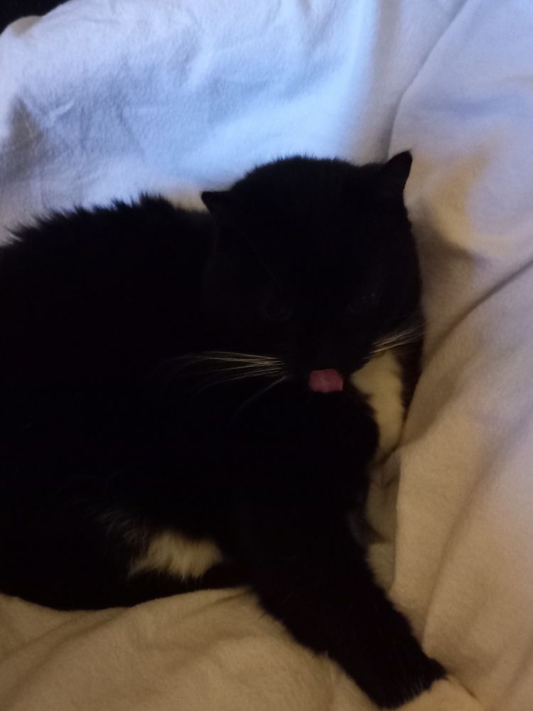 Silly black cat with his pink tongue hanging out. 