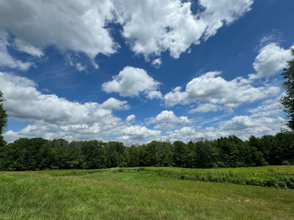 Green field in summer with trees along the horizon under a blue sky with beautiful clouds.