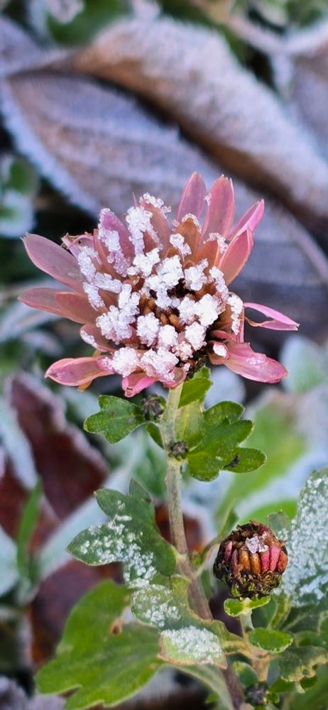 Eine kleine Blüte bedeckt mit Eis
Im Hintergrund verschwommenes Laub