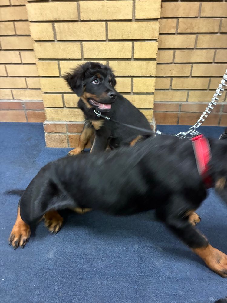 A blur of two baby rotties