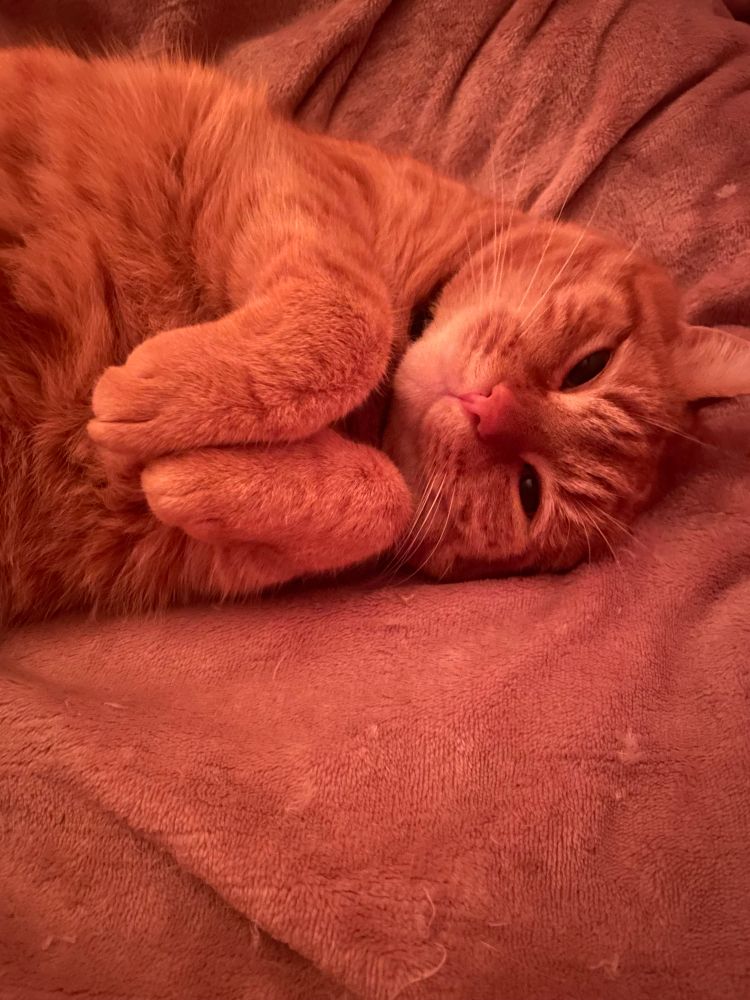 Orange cat lying on a blanket facing the camera with his paws tucked under his chin 