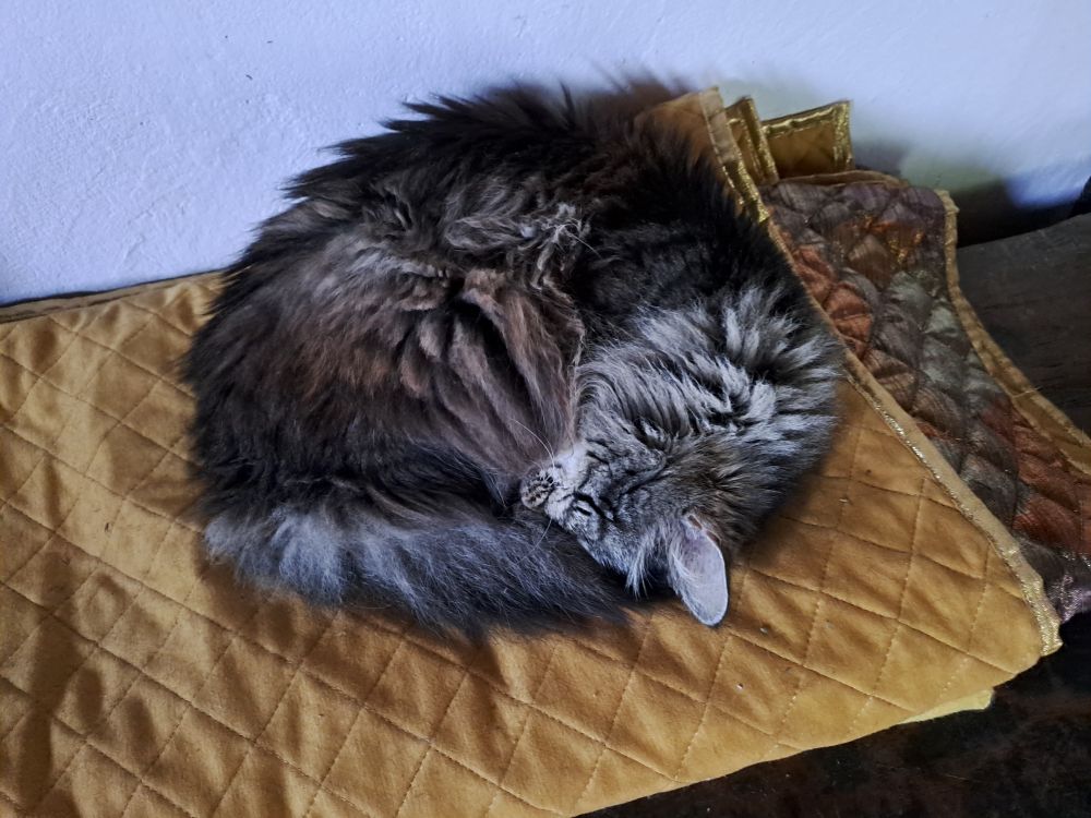Our senior cat, wrapped in a tight circle, sleeps on her yellow blanket.