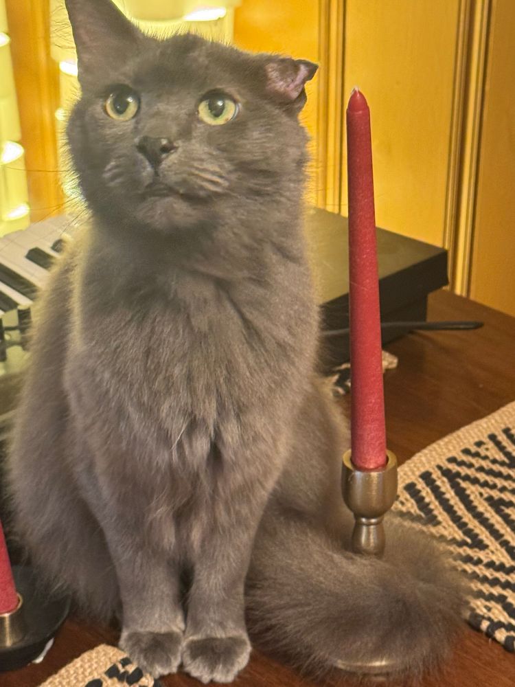 a grey cat with one mangled ear sitting on a table looking up inquisitively. his tail is wrapped around a candleholder with a long red candle sat in it