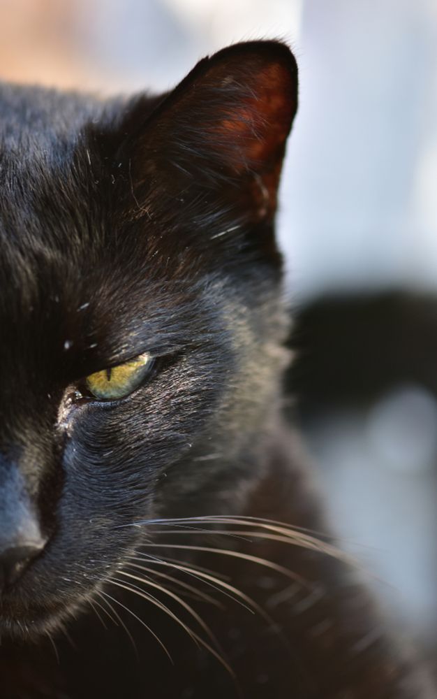 Hälfte eines Porträtfotos eines schwarzen Katers mit grünen Augen. Das Bild beginnt links mit der Nasenspitze und endet rechts mit den verschwommenen Schnurrhaaren.