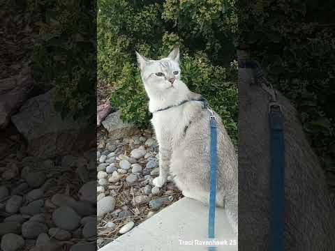 Cat's Face When There's A Dog