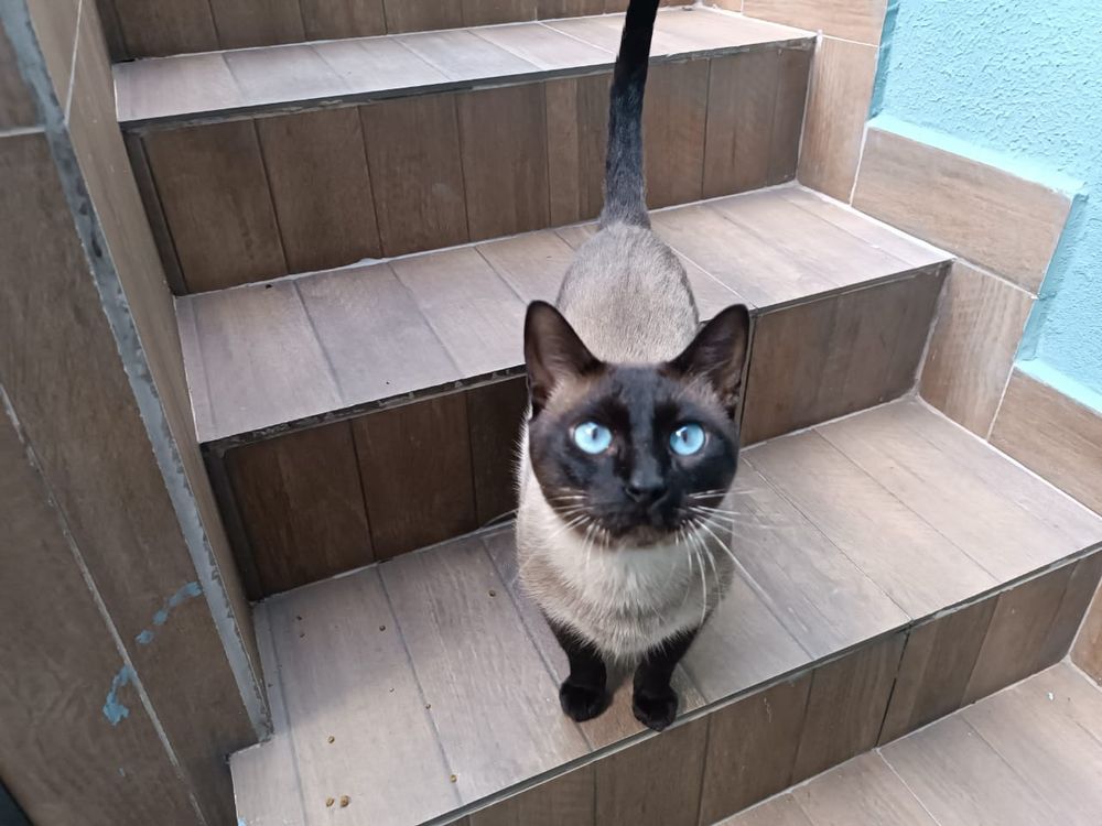 Foto de um gato vira lata siamês em uma escada cor de madeira. Os olhos dele são azuis e está olhando pra foto