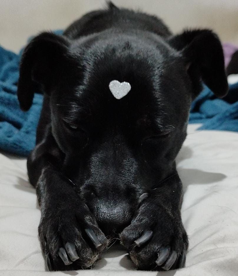 Foto de uma cachorra vira lata preta dormindo, com foco no rosto. As patinhas da frente estão na frente da boca de uma forma fofa. Ela está com um adesivo prateado em formato de coração na testa 