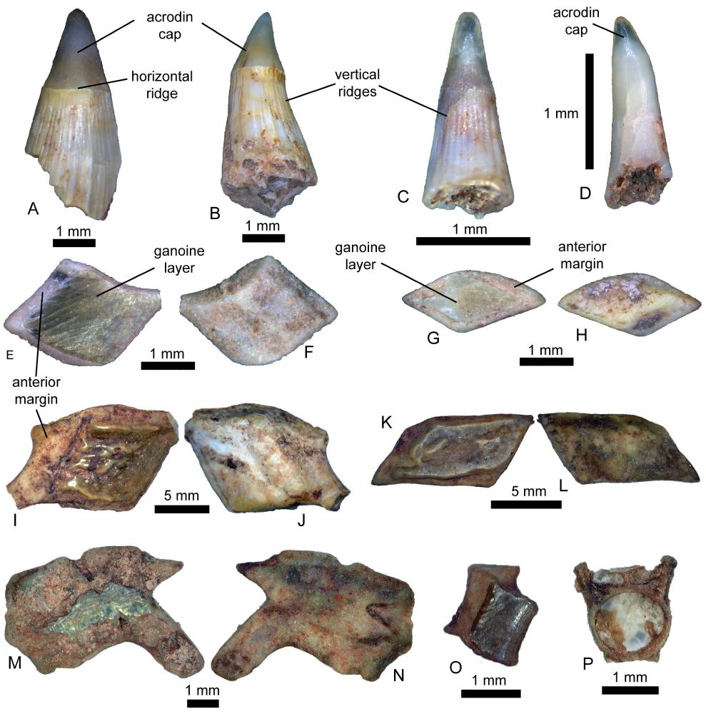 Remains of ray-finned fish described in the paper. A-C, Saurichthys teeth; D, Gyrolepis tooth; E-H, Gyrolepis scales; I-P, unidentified actinopterygian remains.