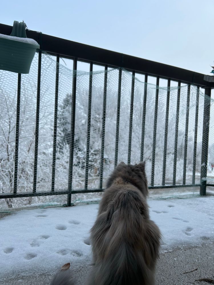 18 yo kitty Lainsey surveys the frost and her domain. 