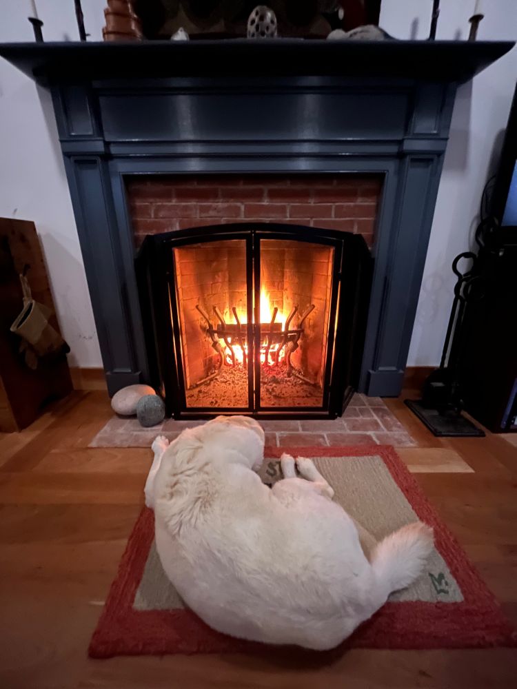 An adorable yellow lab sitting in front of a fire. 