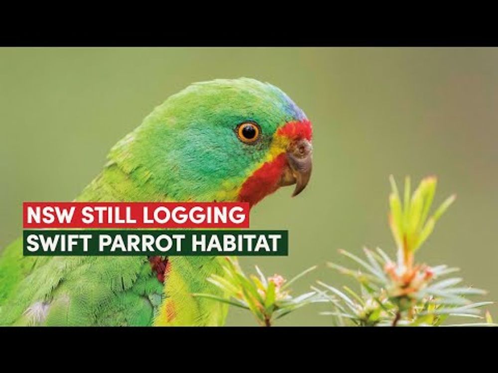 NSW still logging Swift Parrot habitat