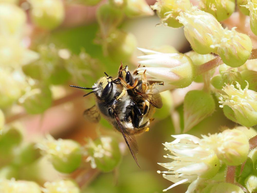 A pair of European wool carder bees mating on a Aeonium arboreum plant flower. The female is is stroking the male's feathery forelegs that he's holding on top of her head. 