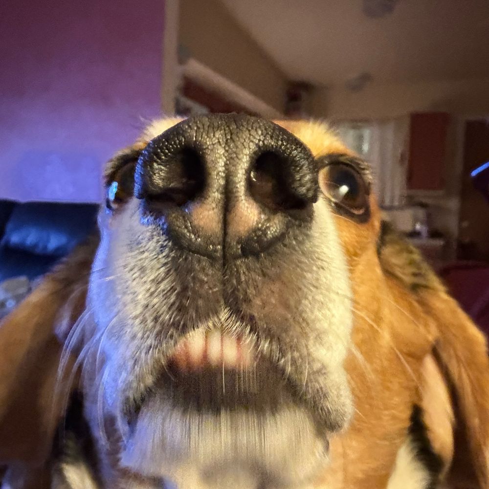Close up of a beagle’s snoot